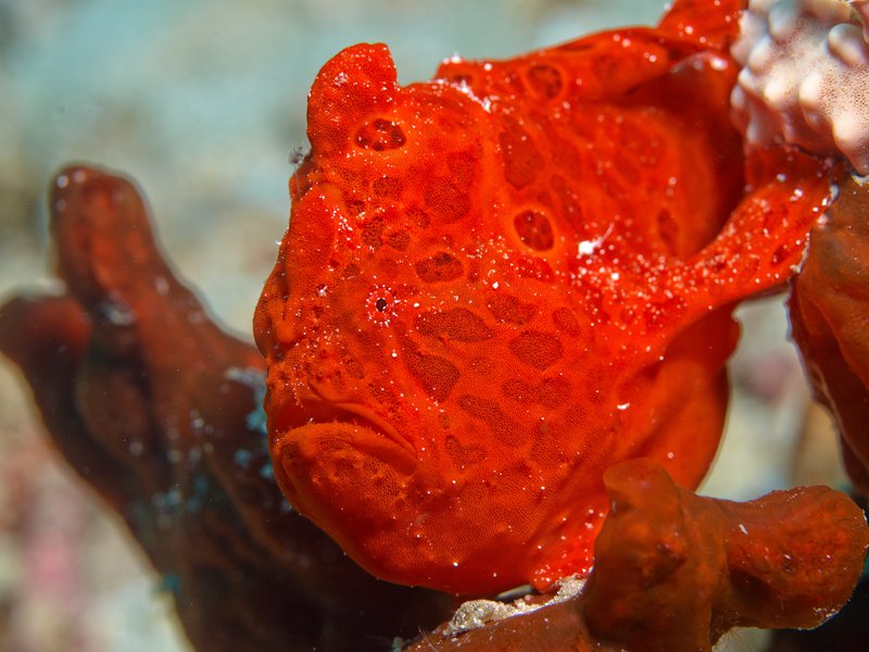 Frogfish, Frogfish Point